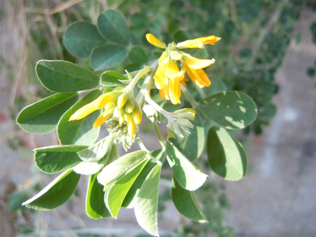 Medicago arborea / Erba medica arborea